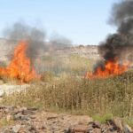 حرق الزراعات المخدرة