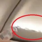 ثعبان داخل طائرة