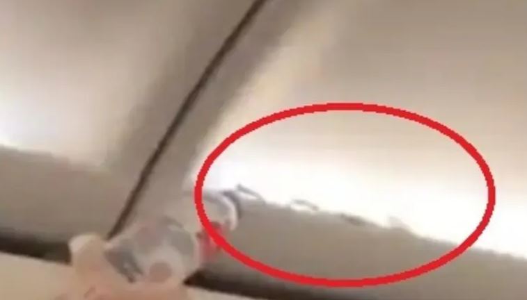 ثعبان داخل طائرة