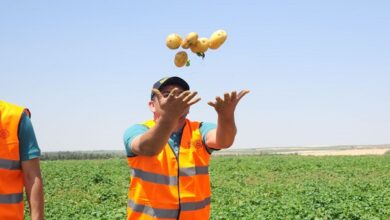 مشروع مستقبل مصر